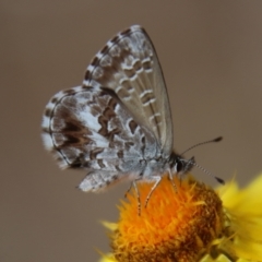 Neolucia agricola (Fringed Heath-blue) at Hughes, ACT - 7 Nov 2023 by LisaH