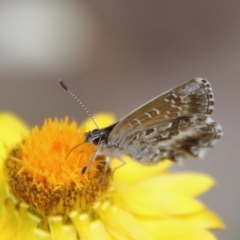 Neolucia agricola at Red Hill to Yarralumla Creek - 7 Nov 2023