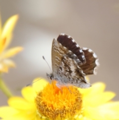 Neolucia agricola at Red Hill to Yarralumla Creek - 7 Nov 2023