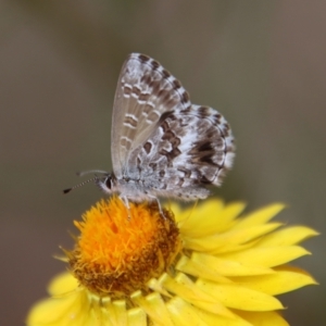 Neolucia agricola at Red Hill to Yarralumla Creek - 7 Nov 2023