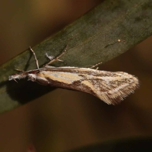 Thema macroscia at Dryandra St Woodland - 7 Nov 2023