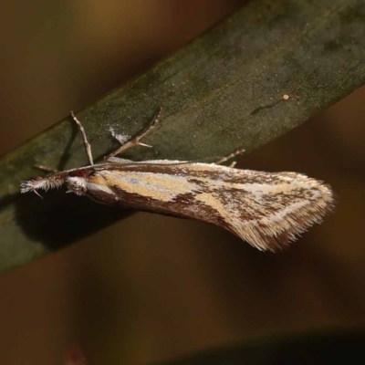 Thema macroscia (A concealer moth) at Dryandra St Woodland - 7 Nov 2023 by ConBoekel