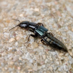 Staphylinidae (family) at Hughes, ACT - 7 Nov 2023