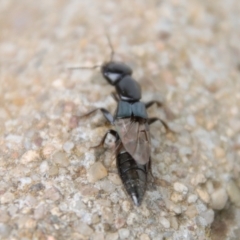 Staphylinidae (family) at Hughes, ACT - 7 Nov 2023