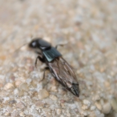 Staphylinidae (family) at Hughes, ACT - 7 Nov 2023