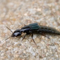 Staphylinidae (family) at Hughes, ACT - 7 Nov 2023