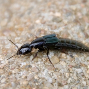 Staphylinidae (family) at Hughes, ACT - suppressed