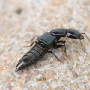 Staphylinidae (family) at Hughes, ACT - suppressed