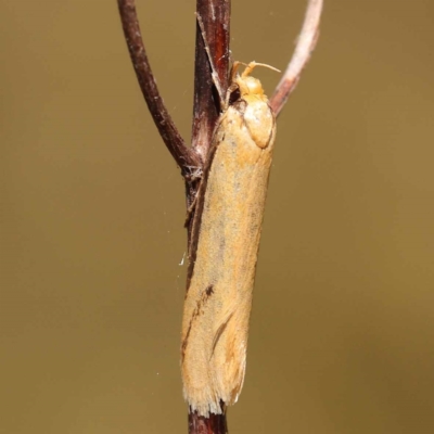 Philobota mathematica group undescribed species. (A concealer moth) at Dryandra St Woodland - 6 Nov 2023 by ConBoekel