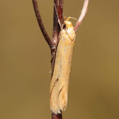 Philobota mathematica group undescribed species. (A concealer moth) at Dryandra St Woodland - 7 Nov 2023 by ConBoekel