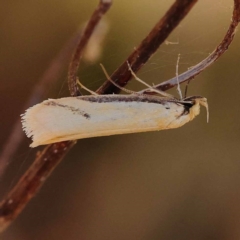 Philobota mathematica group undescribed species. at Dryandra St Woodland - 7 Nov 2023