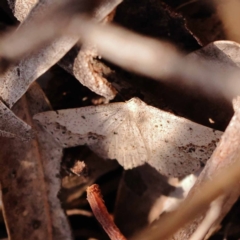 Taxeotis intextata at Dryandra St Woodland - 7 Nov 2023