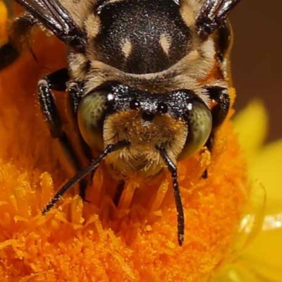 Megachile (Eutricharaea) macularis (Leafcutter bee, Megachilid bee) at Dryandra St Woodland - 7 Nov 2023 by ConBoekel