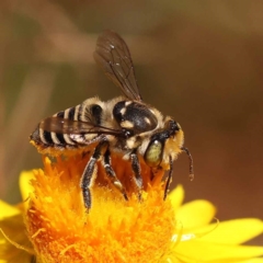 Megachile (Eutricharaea) macularis at Dryandra St Woodland - 7 Nov 2023 09:55 AM