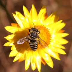 Megachile (Eutricharaea) macularis at Dryandra St Woodland - 7 Nov 2023 09:55 AM