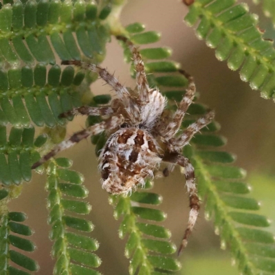 Backobourkia brounii (Broun's orb weaver) at Dryandra St Woodland - 6 Nov 2023 by ConBoekel