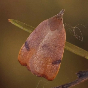 Tortricopsis uncinella at Dryandra St Woodland - 7 Nov 2023 10:17 AM