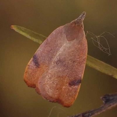 Tortricopsis uncinella (A concealer moth) at Dryandra St Woodland - 6 Nov 2023 by ConBoekel