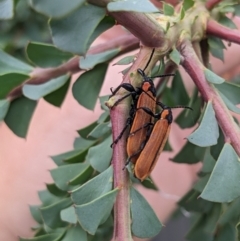 Rhinotia haemoptera (Lycid-mimic belid weevil, Slender Red Weevil) at Albury - 7 Nov 2023 by ChrisAllen