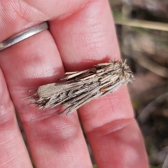 Psychidae (family) IMMATURE at QPRC LGA - 7 Nov 2023 02:00 PM