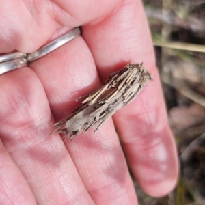 Psychidae (family) IMMATURE at QPRC LGA - 7 Nov 2023