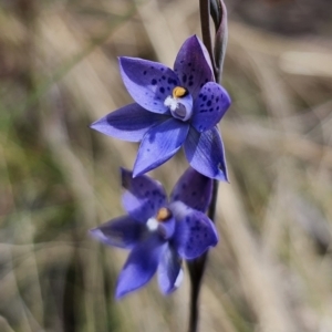 Thelymitra x truncata at suppressed - 7 Nov 2023