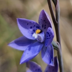 Thelymitra x truncata at QPRC LGA - suppressed