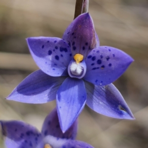 Thelymitra x truncata at QPRC LGA - suppressed