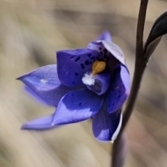 Thelymitra x truncata at QPRC LGA - suppressed