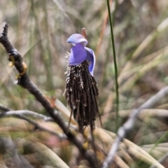 Lomera (genus) at QPRC LGA - 7 Nov 2023