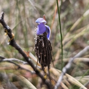 Lomera (genus) at QPRC LGA - 7 Nov 2023