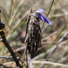 Lomera (genus) at QPRC LGA - 7 Nov 2023