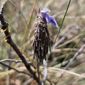 Lomera (genus) at QPRC LGA - 7 Nov 2023