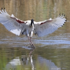 Threskiornis molucca (Australian White Ibis) at Evatt, ACT - 7 Nov 2023 by AlisonMilton