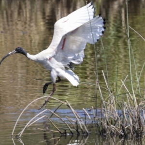 Threskiornis molucca at Evatt, ACT - 7 Nov 2023