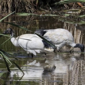 Threskiornis molucca at Evatt, ACT - 7 Nov 2023