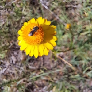 Lasioglossum (Chilalictus) lanarium at Croke Place Grassland (CPG) - 6 Nov 2023