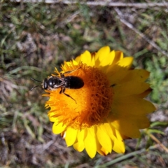 Lasioglossum (Chilalictus) lanarium at Undefined Area - 6 Nov 2023 03:18 PM