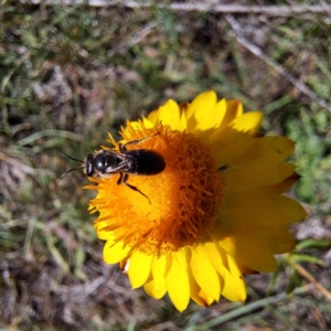 Lasioglossum (Chilalictus) lanarium at Croke Place Grassland (CPG) - 6 Nov 2023