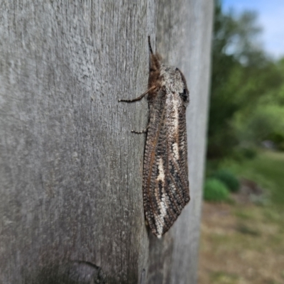 Endoxyla lituratus (A Wattle Goat Moth) at QPRC LGA - 7 Nov 2023 by MatthewFrawley