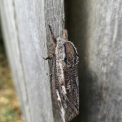 Endoxyla lituratus at QPRC LGA - 7 Nov 2023 04:15 PM