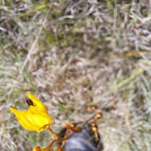 Dasytinae (subfamily) at Croke Place Grassland (CPG) - 6 Nov 2023