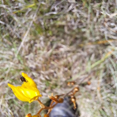 Dasytinae (subfamily) (Soft-winged flower beetle) at Croke Place Grassland (CPG) - 6 Nov 2023 by abread111