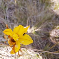 Dasytinae (subfamily) at Croke Place Grassland (CPG) - 6 Nov 2023