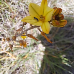 Dasytinae (subfamily) at Croke Place Grassland (CPG) - 6 Nov 2023