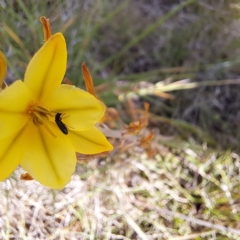 Dasytinae (subfamily) at Croke Place Grassland (CPG) - 6 Nov 2023