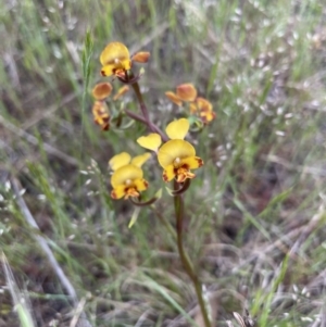 Diuris semilunulata at Namadgi National Park - 7 Nov 2023