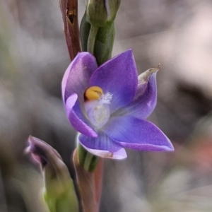 Thelymitra brevifolia at QPRC LGA - suppressed