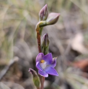 Thelymitra brevifolia at QPRC LGA - suppressed
