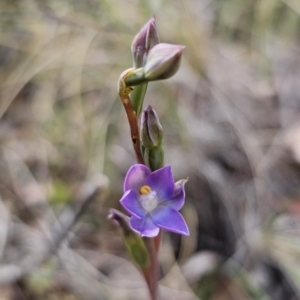 Thelymitra brevifolia at QPRC LGA - suppressed